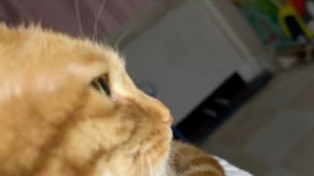 喵师傅，你是做什么工作的？#被迫营业的猫猫 #心思全写在脸上的猫 #粘人精