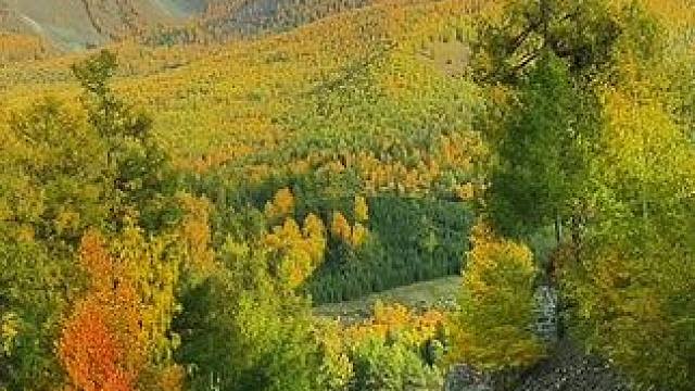 喀纳斯的秋天，绚丽多彩，如诗如画
#喀纳斯 #新疆拾光 #刀郎 #金川的秋 #创作灵感