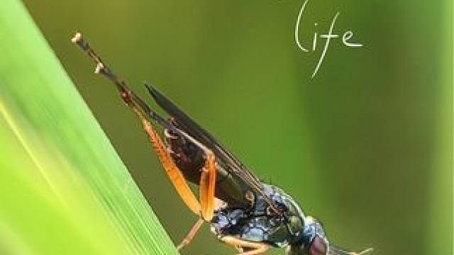 微距镜头的使用详细教程它来了，#微距镜头 #微距 #手机摄影 #微距摄影