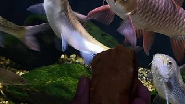 给鱼儿加餐#养鱼日记 #水族 #吉罗鱼 #蓝吉罗 #观赏鱼