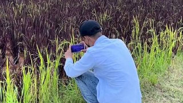 水稻试试这样拍#手机摄影 #拍摄技巧 #稻田风光  #霜降 #治愈系风景