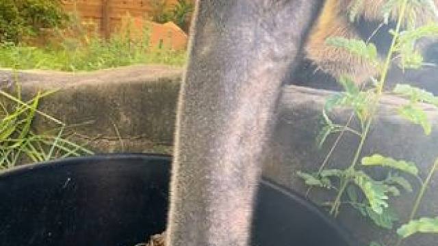 大食蚁兽干饭 #国外视频分享 #奇妙的动物 #野生动物零距离