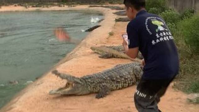 早上要约一起晨跑吗，在鳄鱼池的那种#危险动作请勿模仿