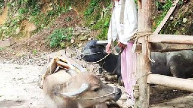 牛牛很懂事，每次干活都能帮我们分担一点#记录我的乡村生活#田园生活#放牛的生活