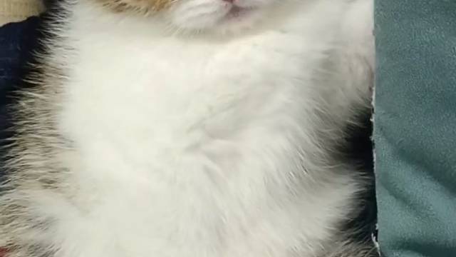 金加白弟弟
​离开妈妈有点不开心[破涕为笑]#猫咪找家长 #求领养求带走 #领养 #领养猫