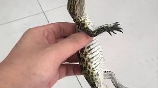 #终不是那八面玲珑的女子 #鳄鱼 #爬宠 #爬行动物 兄弟们怎么办？