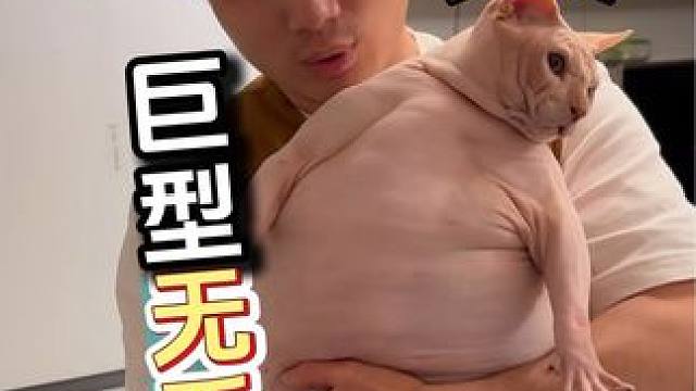 全国巡洗北京站 你们见过这么胖的猪咪吗？#喵惊喜 #双11百大萌主 #醇粹 #醇粹黑标烘焙猫粮