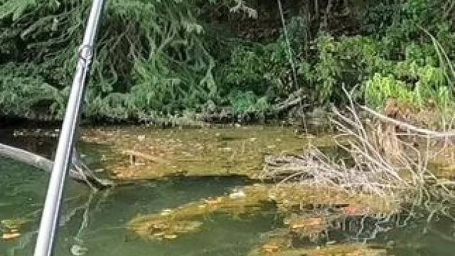 #野钓 #路亚野钓