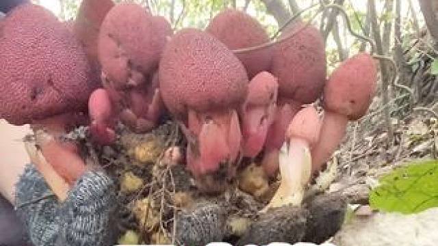 #回春草 又名#文王一支笔 
男人的加油站，女人的美容院！
#我的乡村生活 #农村生活 #山货上头条