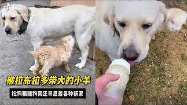 #人与动物和谐共处