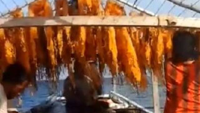 用树枝还可以打窝#飞鱼卵香肠