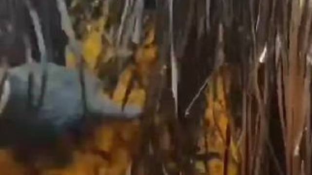 用稻草打窝让飞鱼产卵#飞鱼籽香肠 #飞鱼卵香肠