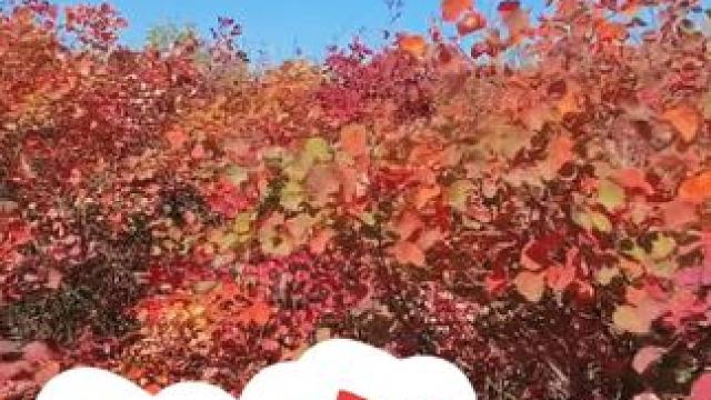 长寿山 #长寿山红叶游乐园#河南刚哥#长寿山华服红叶节