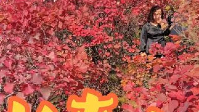 长寿山红叶游乐园 #长寿山华服红叶节#长寿山红叶游乐园#河南刚哥