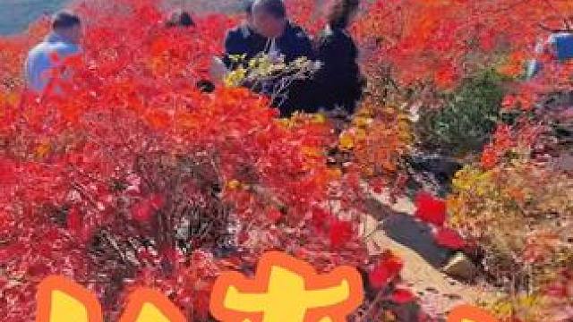 长寿山红叶游乐园 #长寿山华服红叶节#河南刚哥#长寿山红叶游乐园