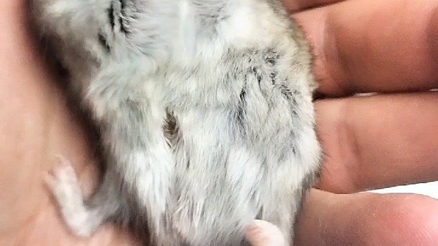 鼠鼠是威震世界的猛虎？