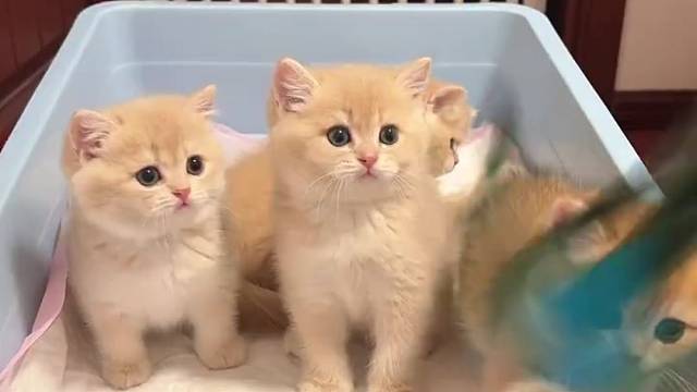 金渐层299特价 数量有限 公母都有#小猫找领养 #求领养求带走 #猫咪找家长 #领养猫咪