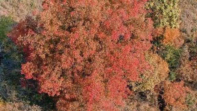 秋风吹红了九峰山 #红叶 #秋天 #养在九峰山 #治愈系风景 #旅行推荐官