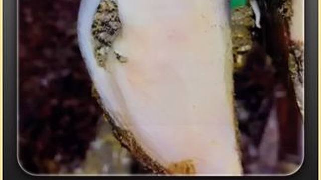 没有什么能比在牛牛脚底挖小黑子更解压了#解压 #修蹄 #助眠 #治愈 #强迫症