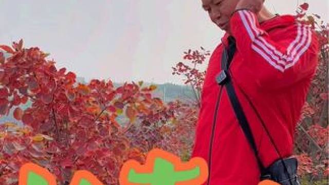 长寿山 #分享一份秋天给你 #到深蓝的天空下感受秋日 #相册里的秋冬氛围 #又是一年枫叶红 #河南刚