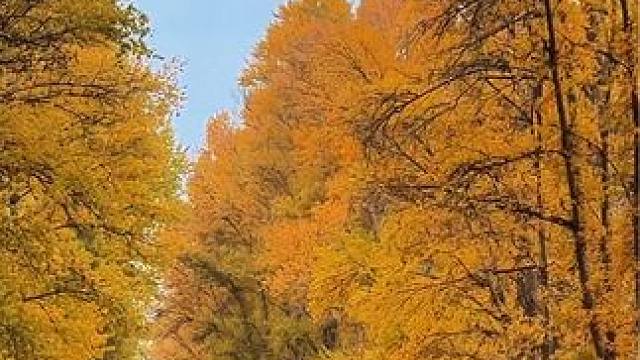 今天的天山天池黄金大道，一片金黄，可以去拍照打卡了#天山天池 #新疆拾光 #刀郎#金川的秋 #创作灵