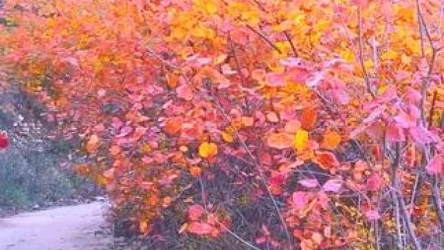 #满山遍野映山红