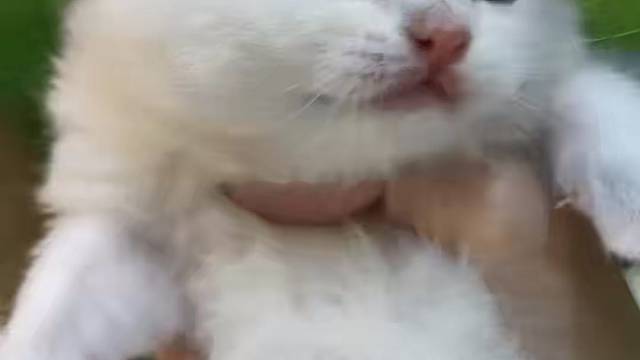 英短金点妹妹预售价600。#小猫找领养 #求领养求带走 #猫咪找家长 #猫咪领养