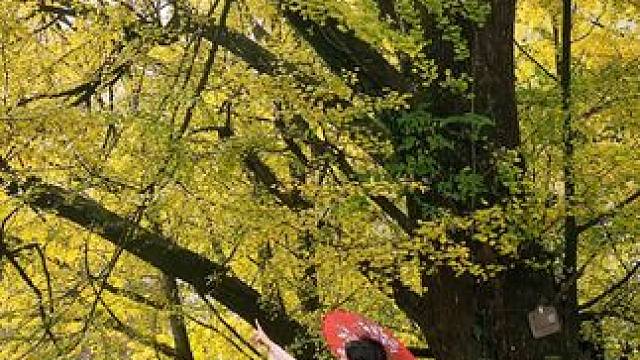 #来一场秋天的慢充旅行 蒙顶山银杏进入最佳观赏期，来捡一片秋~#赴一场银杏叶的黄金盛宴 #国潮蒙顶山