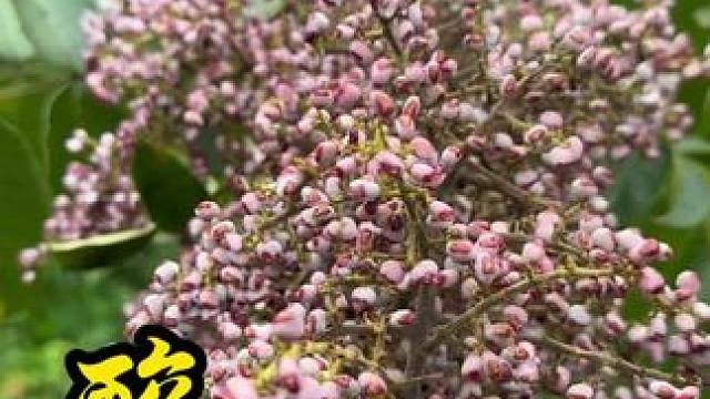 你们吃过用酸咬熟的肉吗