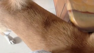 生活不易，狗子賣藝