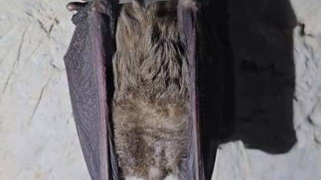 好久没看到这么大只的小可爱蝙蝠了，有些想念了，这只好像是将军山的
#每一帧都是热爱 #惊险刺激 #玩