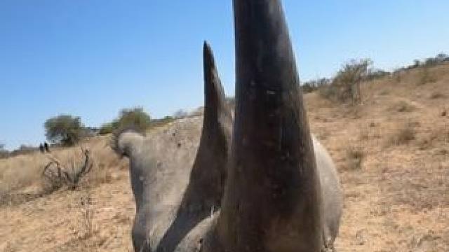 双角犀牛 #国外视频分享 #野生动物零距离 #苏门答腊犀牛