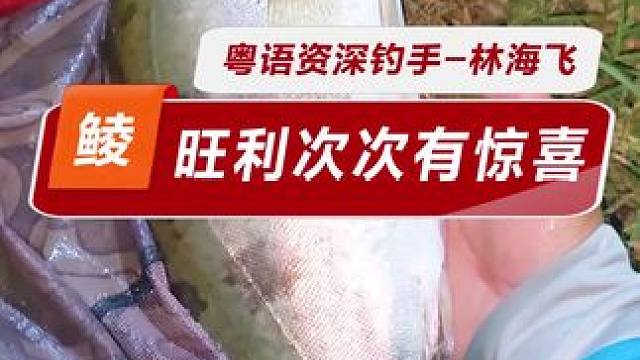 旺利基地鲩料钓土鲮 旺利基地，果然次次都会有惊喜