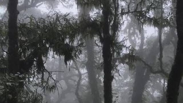 原始森林，阴暗潮湿。古木蔽日，苔藓满布。神秘幽境，引人遐思。#哀牢山 #云南哀牢山仙境 #哀牢山到底