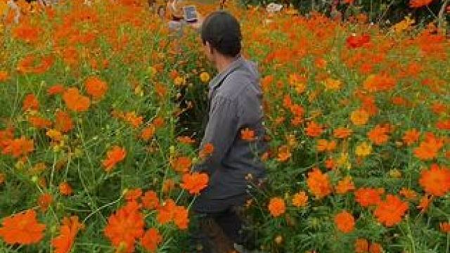 出游看到花花美景试试这样拍太美了#手机摄影 #拍摄技巧 #花海 #治愈系风景 #每一帧都是热爱