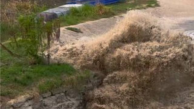 神奇的一幕，小河竟然有如此壮观涨潮景象，实在是震撼#钱塘江支流涌潮 #钱塘江大潮