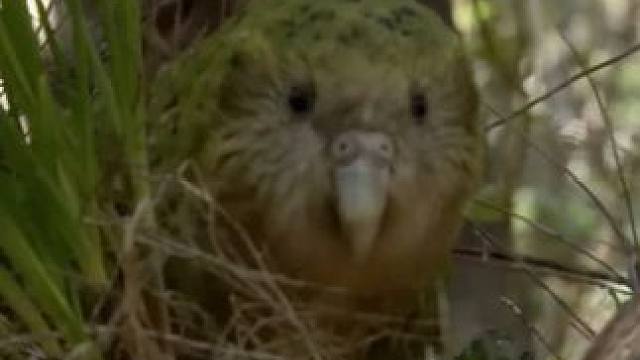 鸮鹦鹉 —— 夜间活动的珍稀物种！ #动物世界解说 #一代人有一代人的动物世界 #动物纪录片