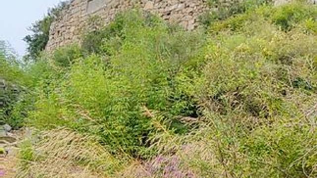 魏长城遗址 #治愈系风景 #河南刚哥#志刚在路上