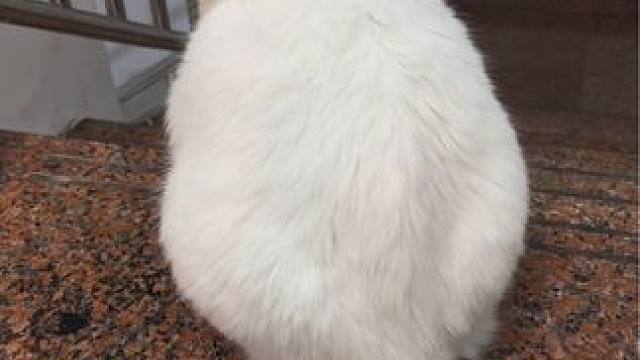 看背影有时候觉得自己在养萨摩耶~ #狮子猫 #我家宠物真可爱 #家超宠物空气净化器 #你狠狠吸猫 #