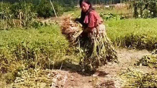 山卡卡里的农村大姐学费了开直播每天收获满满您还在恐播怕播不敢开播开播了不知讲什么吗#记录真实生活 #