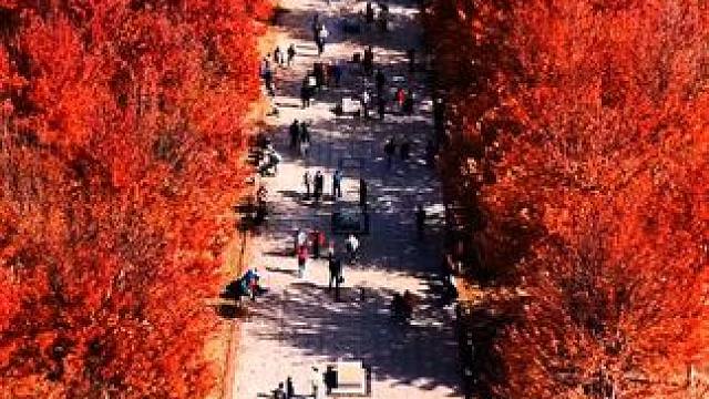 #属于东北秋天的浪漫 #属于秋天的颜色 #又到登山赏红叶的好时节