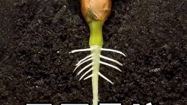 不可思议的生长过程 #植物 #种植小技巧 #解压视频 #治愈 #植物生长过程