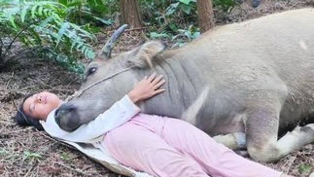 #田园生活 #记录我的乡村生活 #放牛的生活