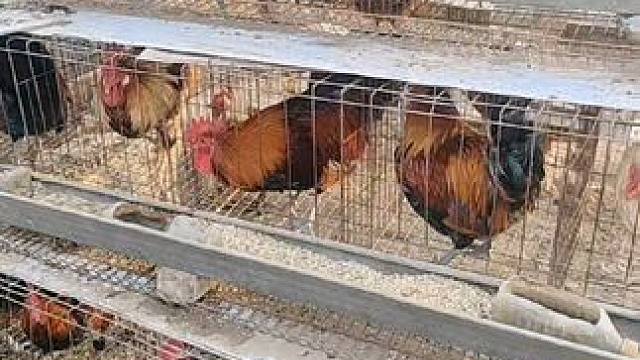 #公鸡中的战斗机 
#生态农场 #绿色养殖