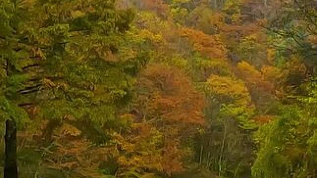 国道209（苏北线）湖北神农架林区段沿途秋色 #最美的风景在路上 #旅行推荐官 #神农架