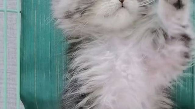 银虎斑缅因 弟弟 纯俄血 宽嘴套 爆毛 健康胖虎#猫咪找家长 #求领养求带走 #猫咪领养 #小猫找领