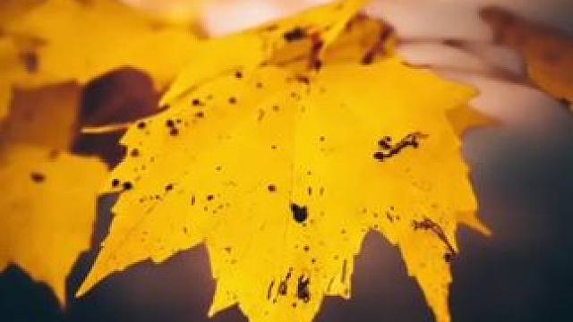 手机创意拍摄秋叶照技巧分享 #手机拍摄技巧 #干货分享 #一起来拍秋天 #把秋日落叶拍出氛围感 #属