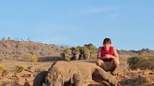 科莫多巨蜥 #国外视频分享 #野生动物零距离 #奇妙的动物