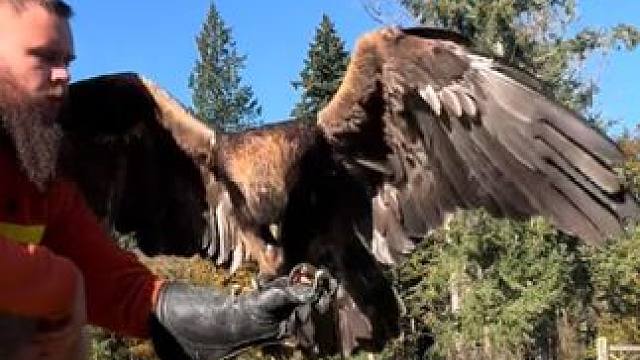 宠物金雕 #国外视频分享 #奇妙的动物 #宠物