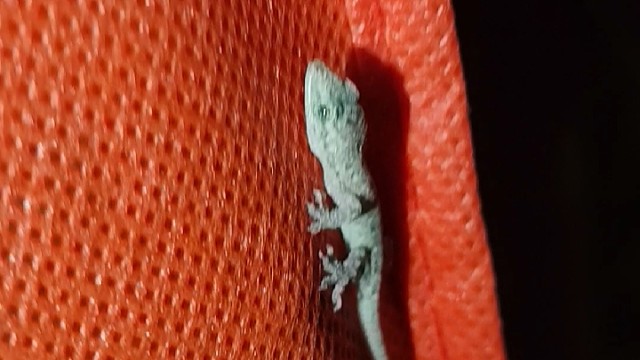 壁上生灵巧，虎乎跃身光。